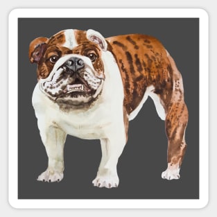 english bulldog Sticker